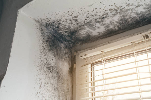 Affordable Mold Inspection And Testing solutions in Eure, NC